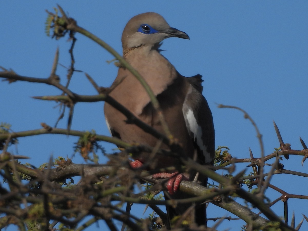 West Peruvian Dove - ML646671576