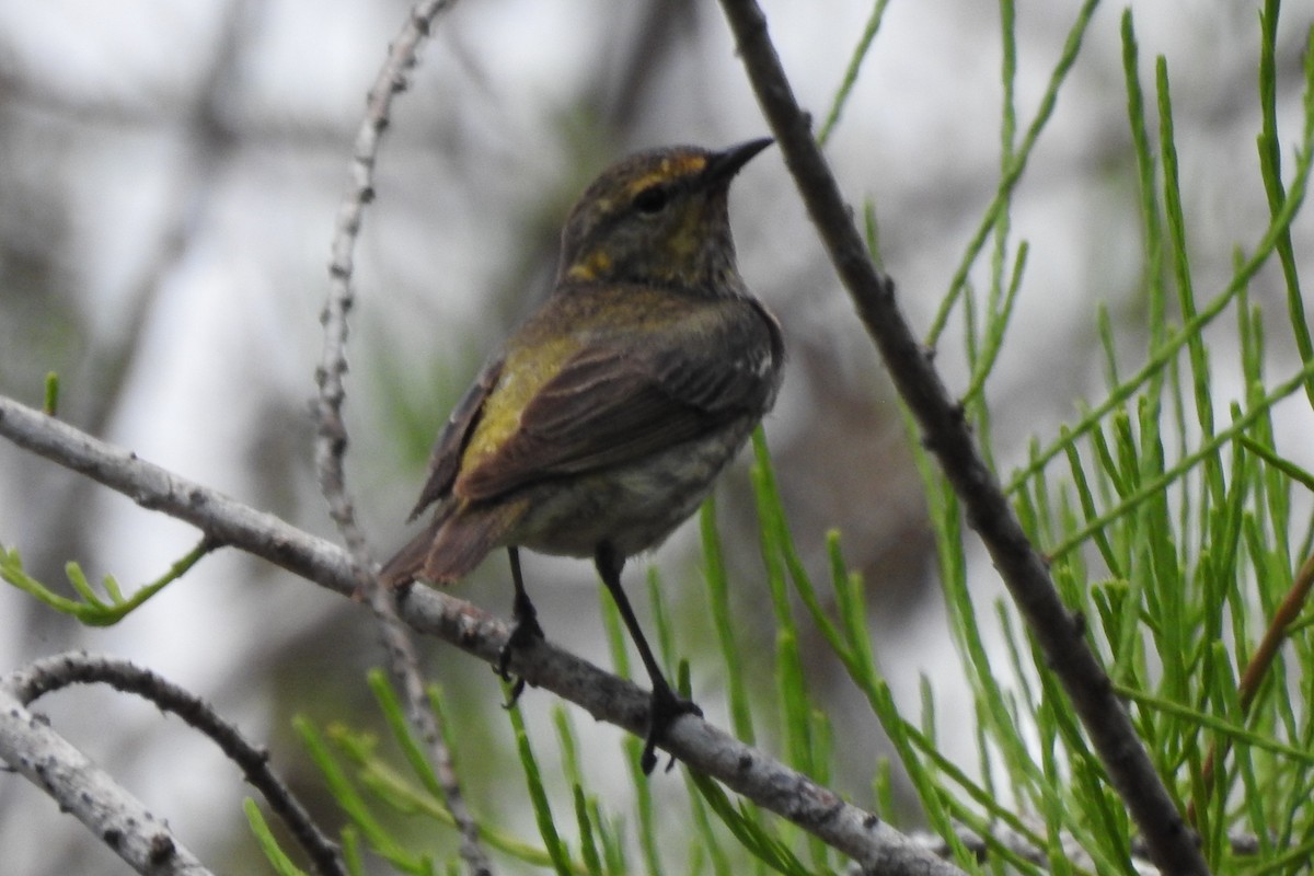 Cape May Warbler - ML646671579
