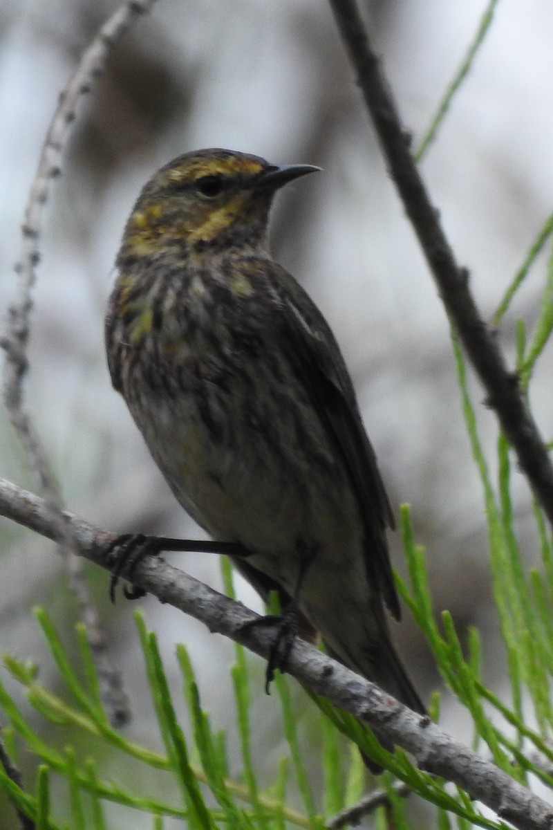 Cape May Warbler - ML646671580