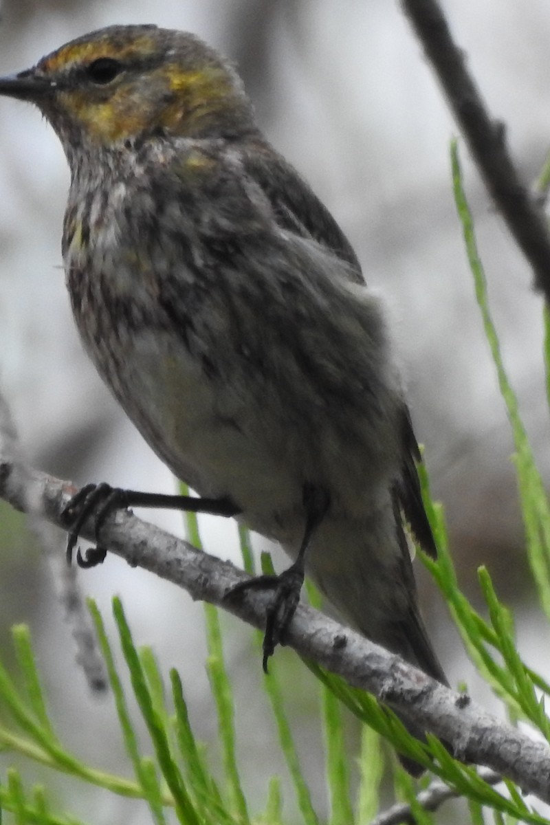 Cape May Warbler - ML646671581