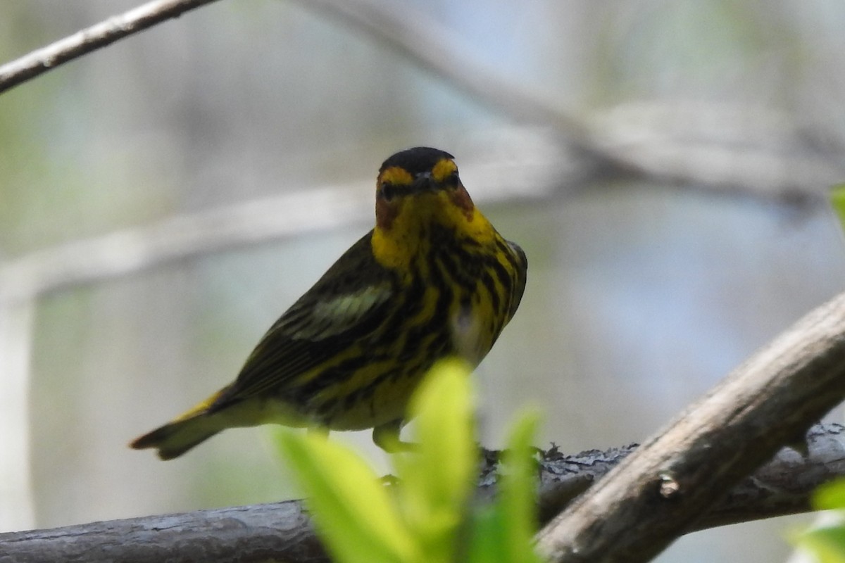 Cape May Warbler - ML646671582