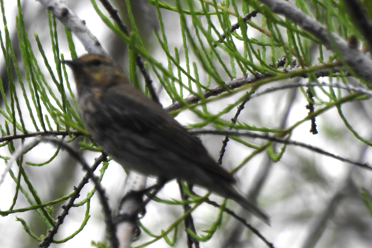 Cape May Warbler - ML646671583