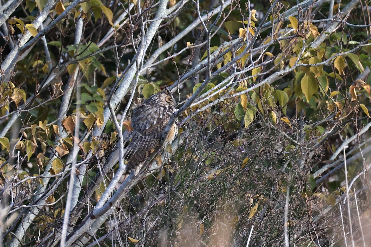 長耳鴞 - ML646671584