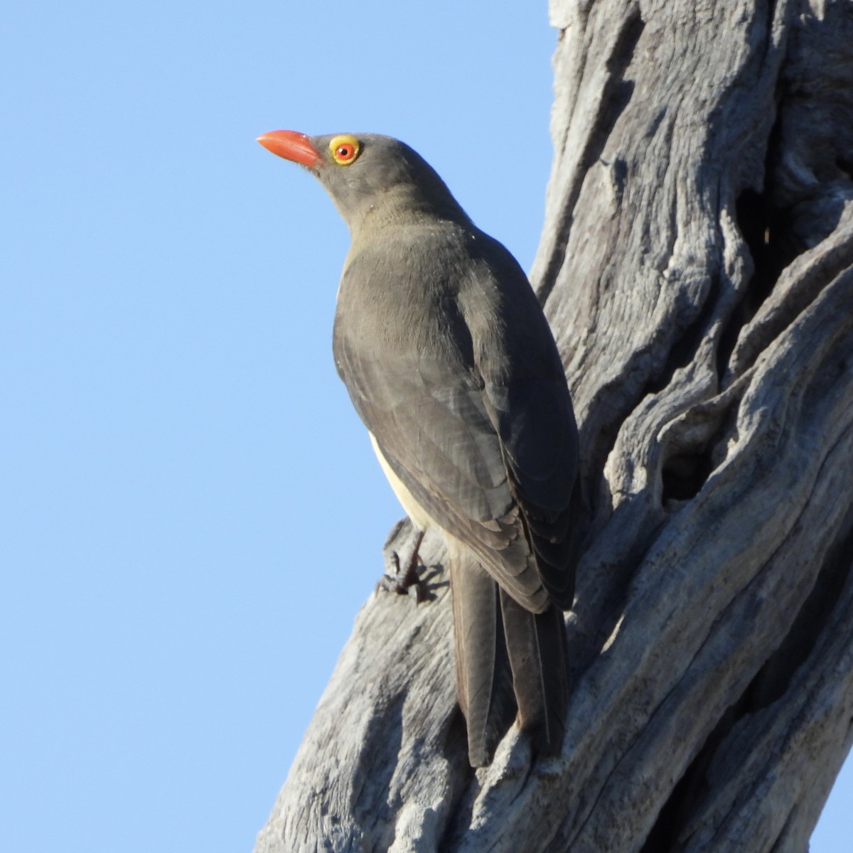 Red-billed Oxpecker - ML646671586