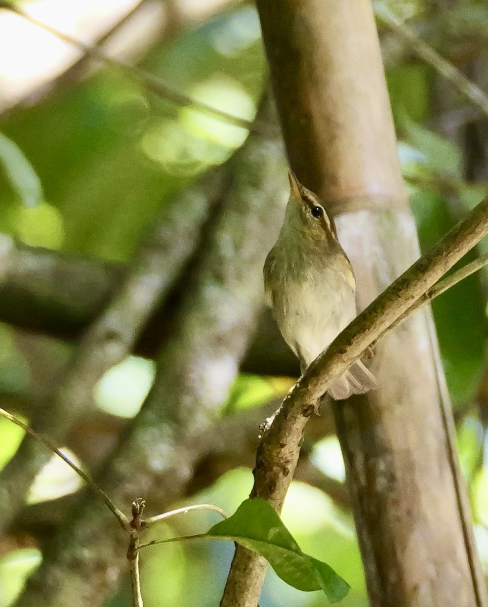Arctic Warbler - ML646671587