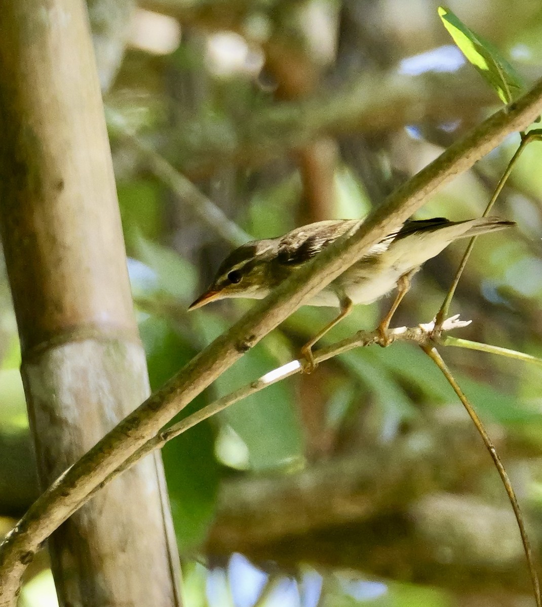 Arctic Warbler - ML646671588