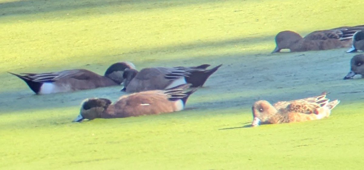 hvízdák americký - ML646671591