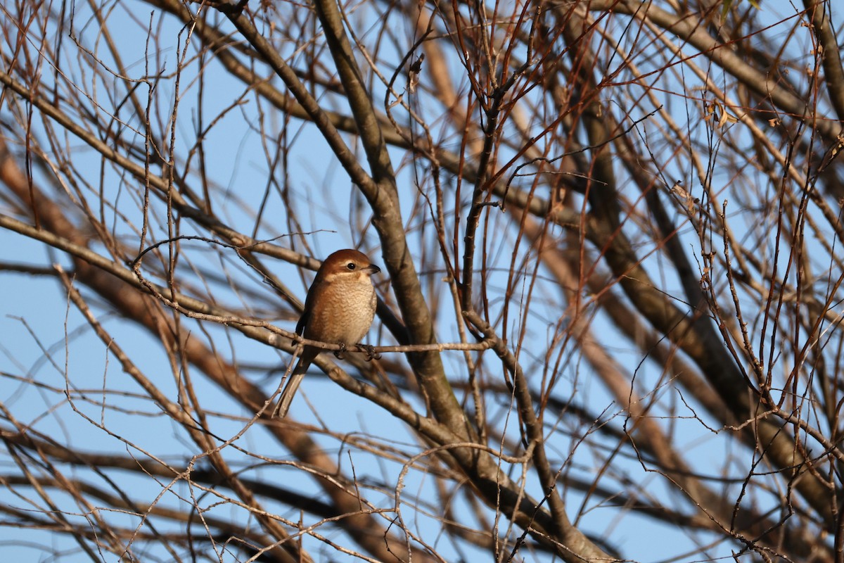 紅頭伯勞 - ML646671593