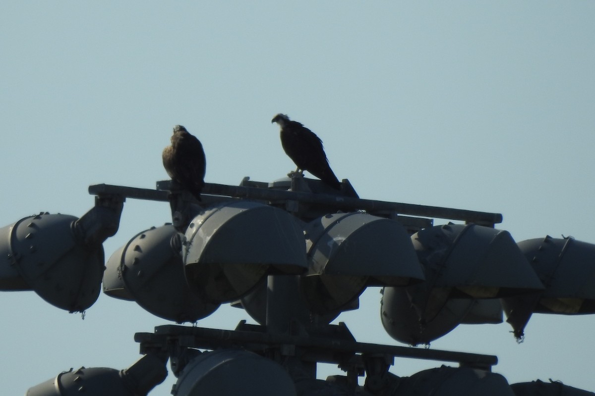 Загасч явлаг - ML646671594