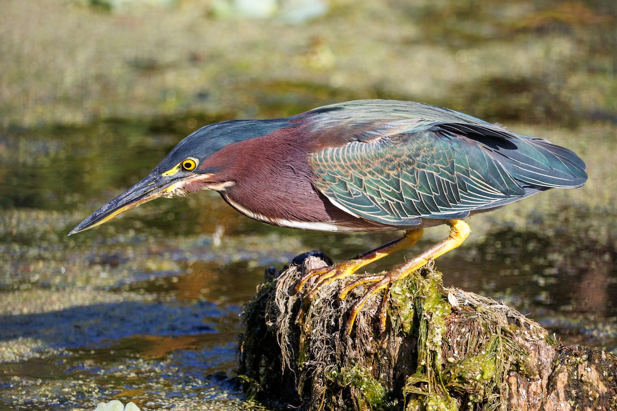Green Heron - ML646671598