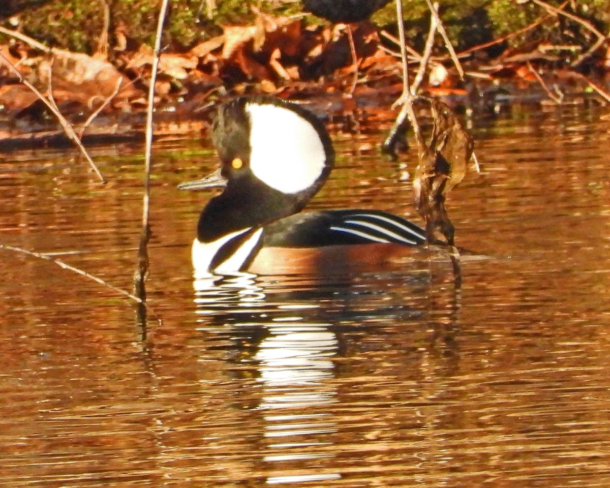 Hooded Merganser - ML646671599