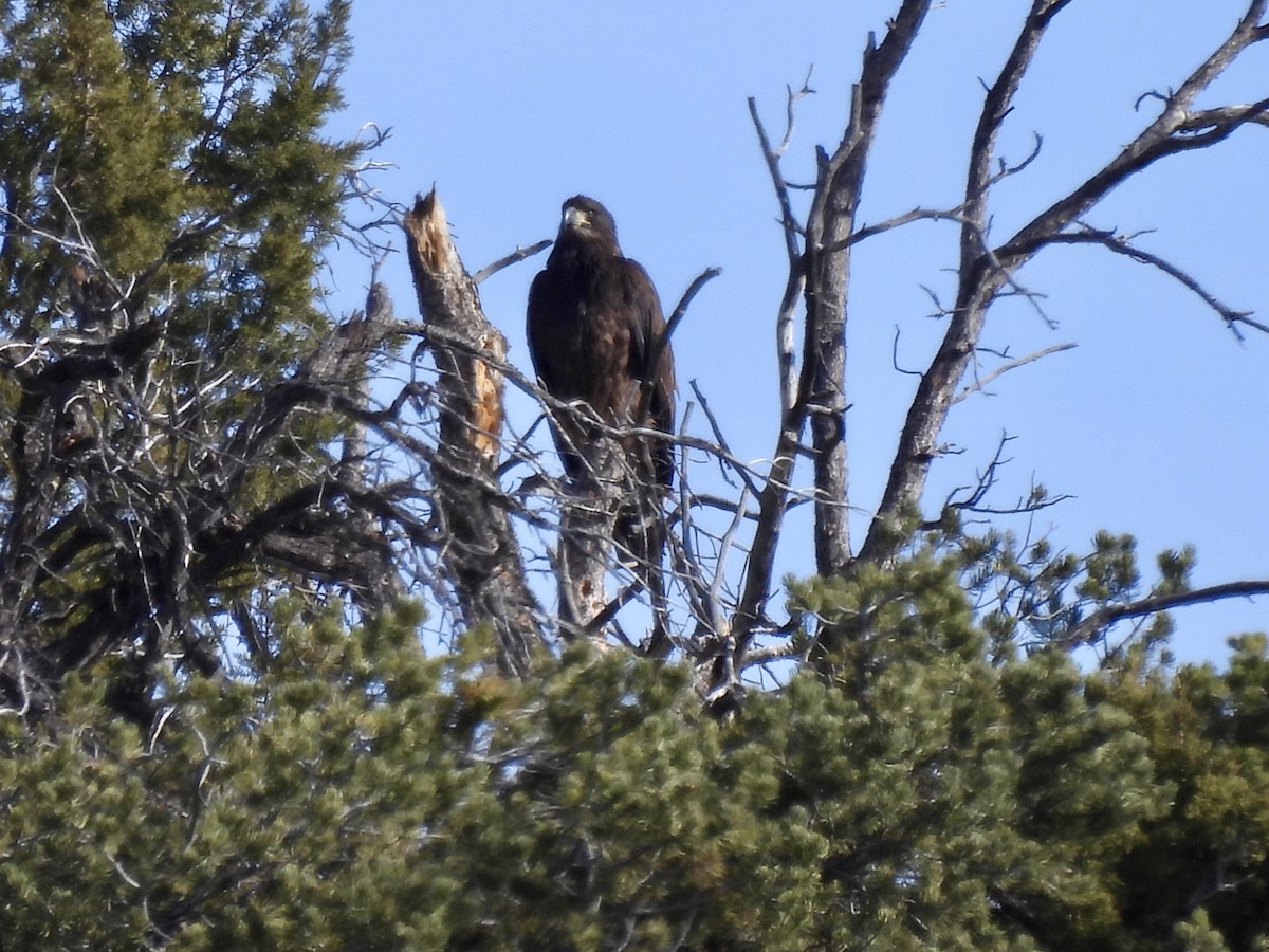 Weißkopf-Seeadler - ML646671600