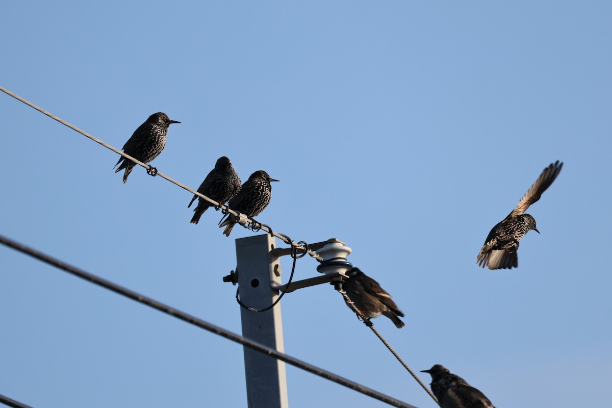 European Starling - ML646671601