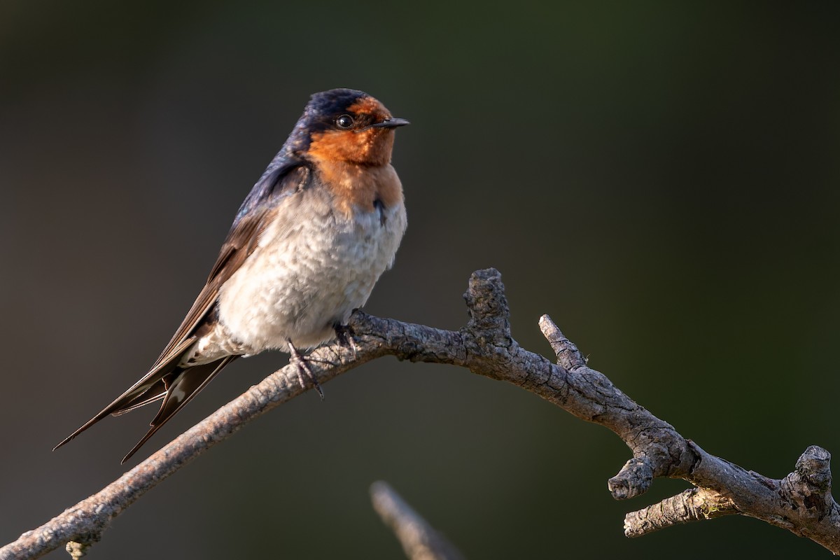 Glücksschwalbe - ML646671606