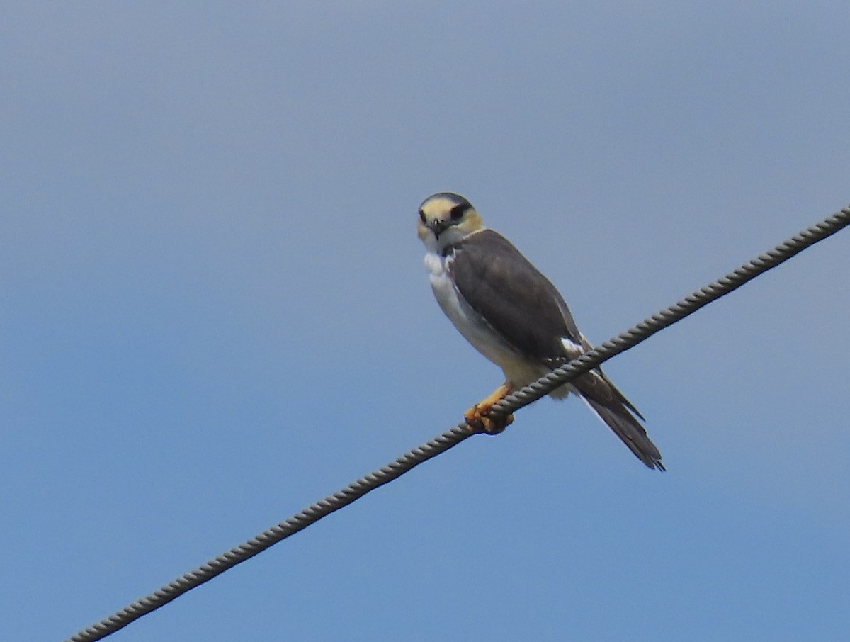 Pearl Kite - ML646671610