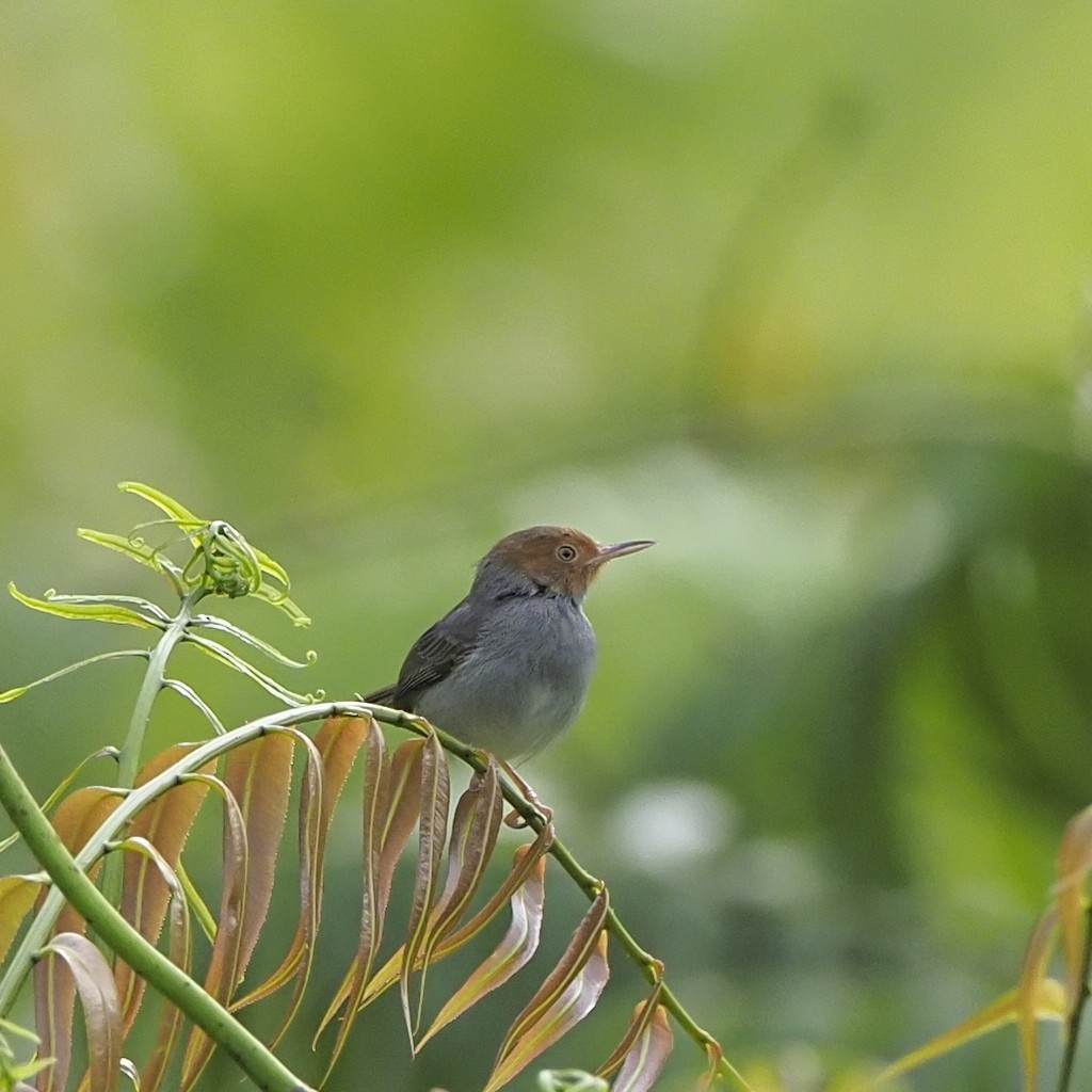 Ashy Tailorbird - ML646671611