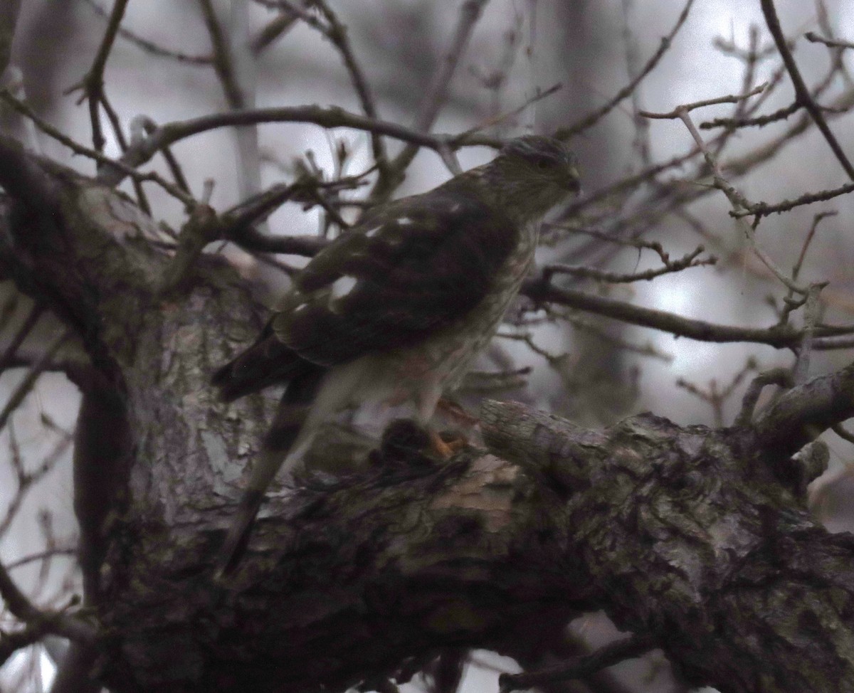 アシボソハイタカ - ML646671613