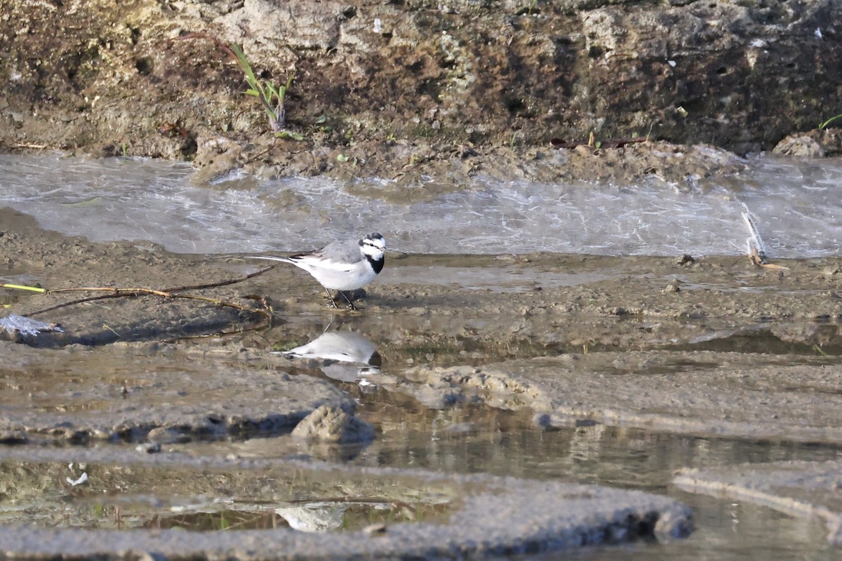 白鶺鴒 - ML646671614