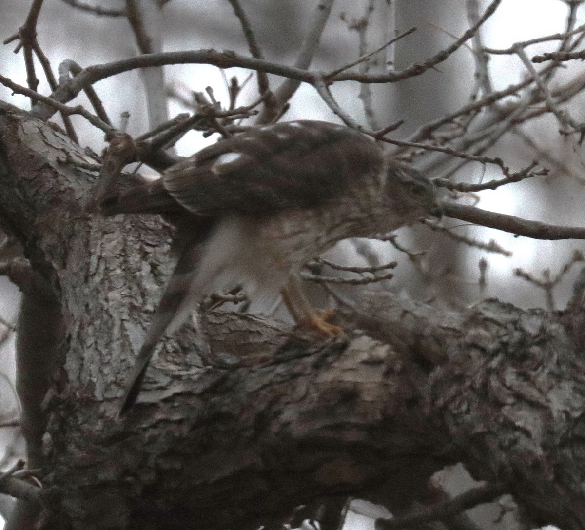 アシボソハイタカ - ML646671616