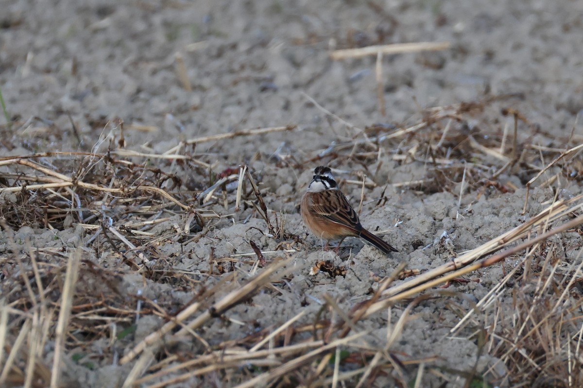 草鵐 - ML646671618