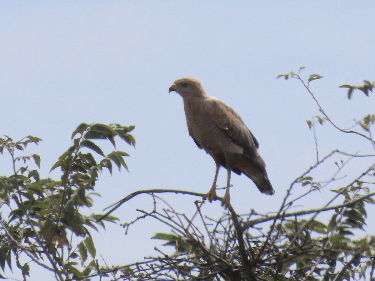 Savanna Hawk - ML646671619