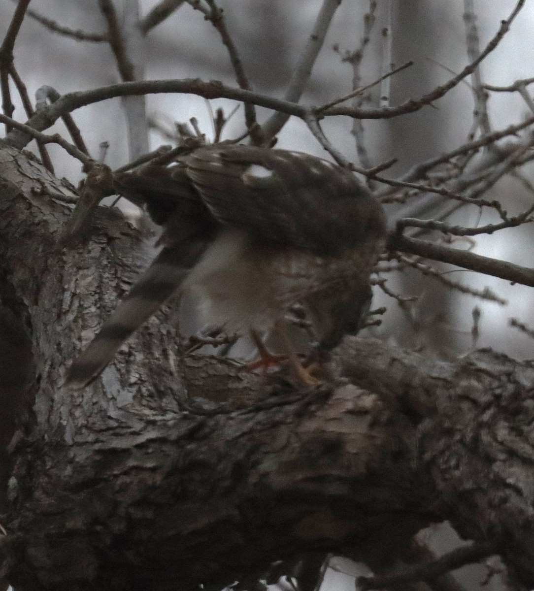 アシボソハイタカ - ML646671620