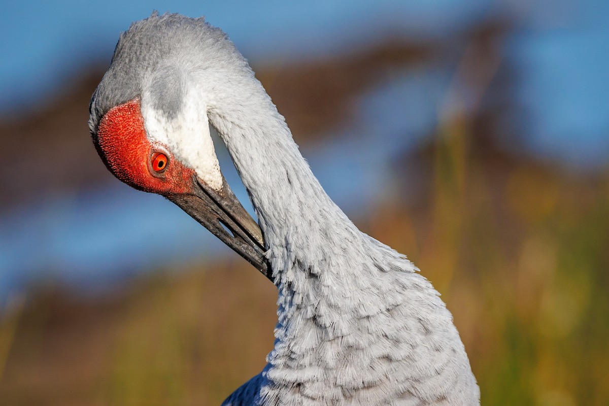 Sandhill Crane - ML646671625