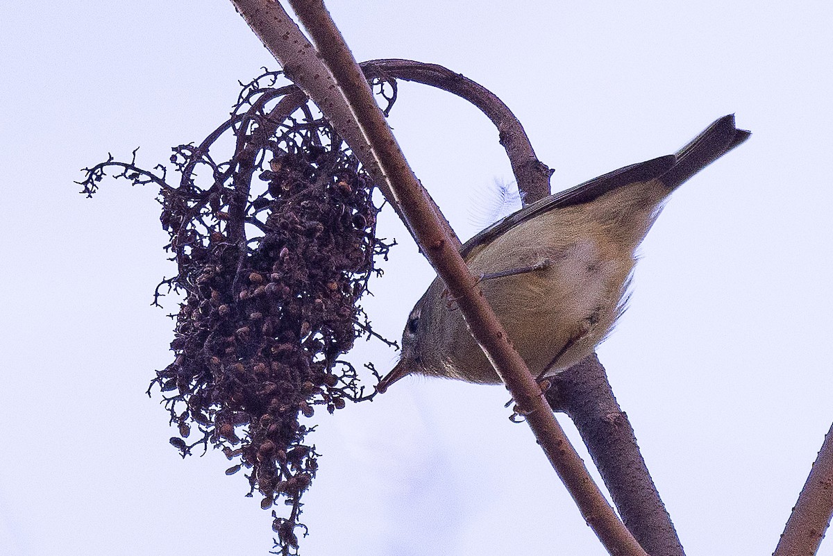 Ruby-crowned Kinglet - ML646671626
