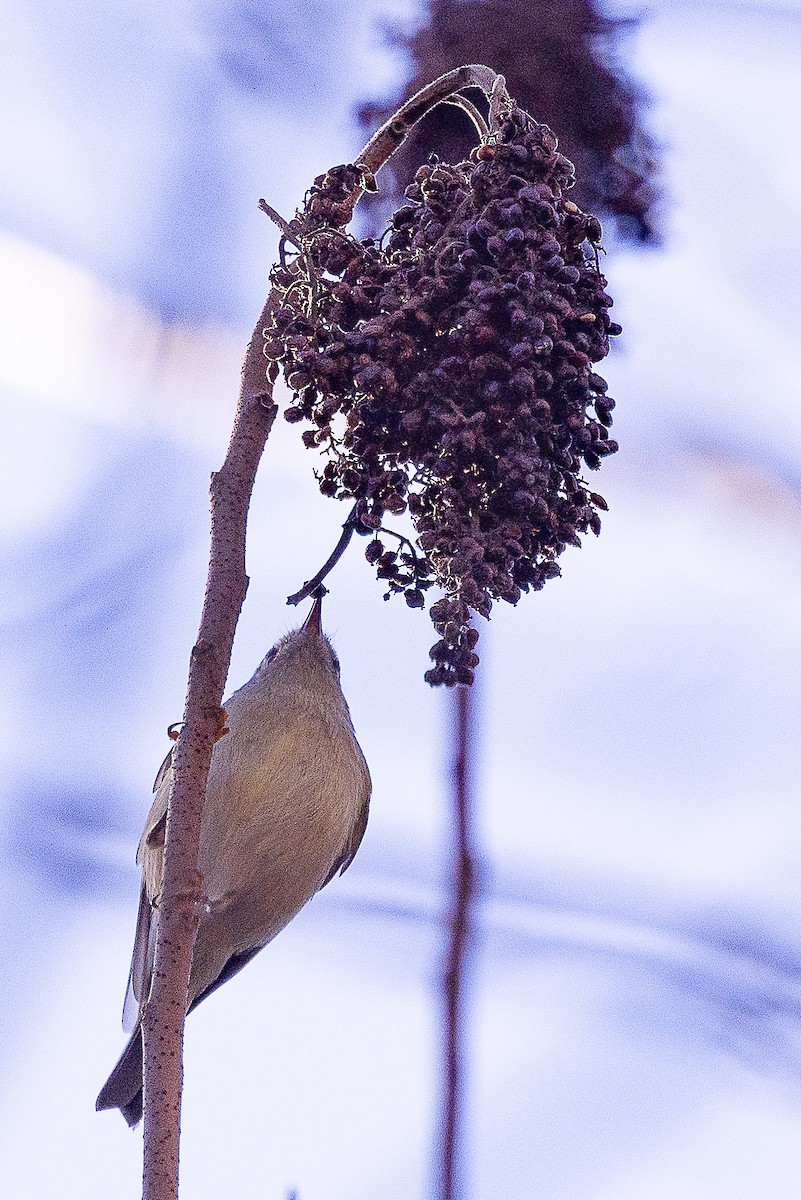 Ruby-crowned Kinglet - ML646671627