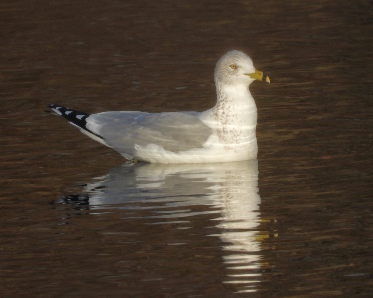 Ring-billed Gull - ML646671631
