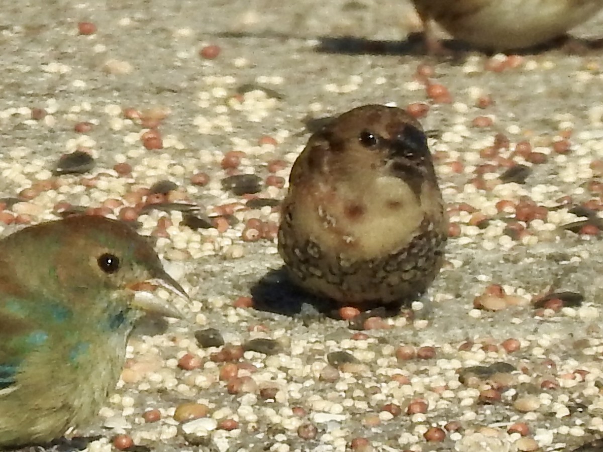Scaly-breasted Munia - ML646671633