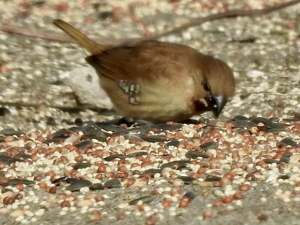 Scaly-breasted Munia - ML646671634