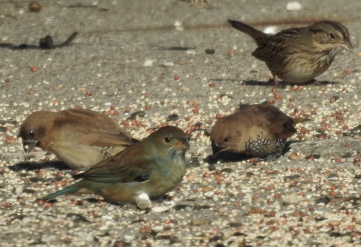 Scaly-breasted Munia - ML646671635