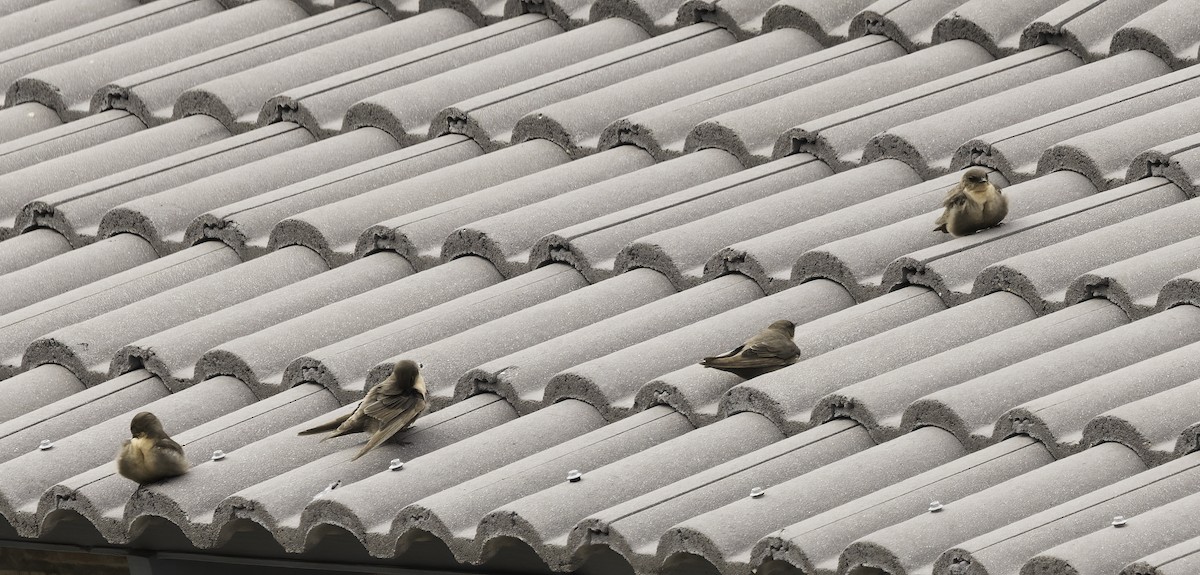 Southern Crag-Martin - ML646671636