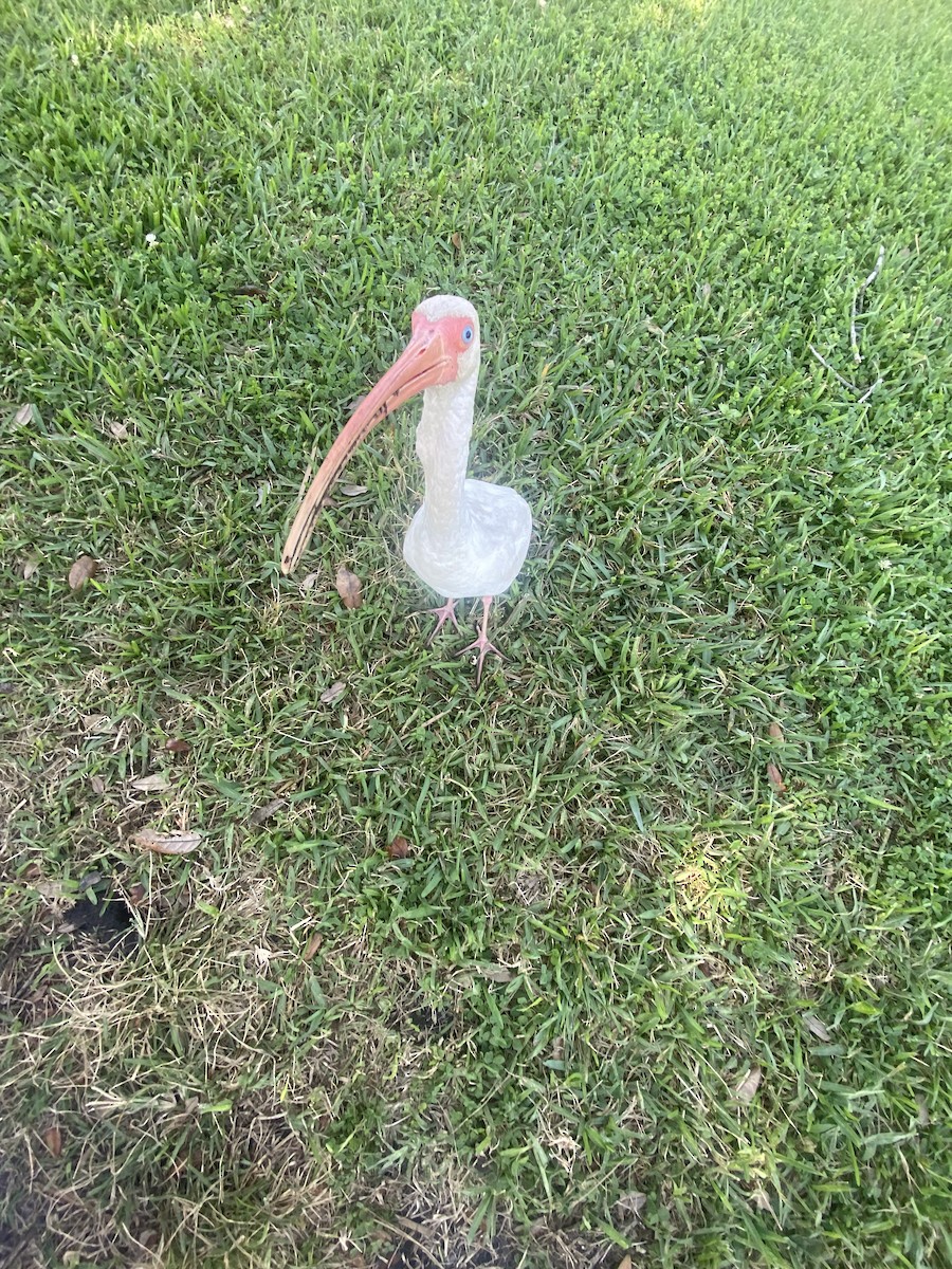 White Ibis - ML646671637