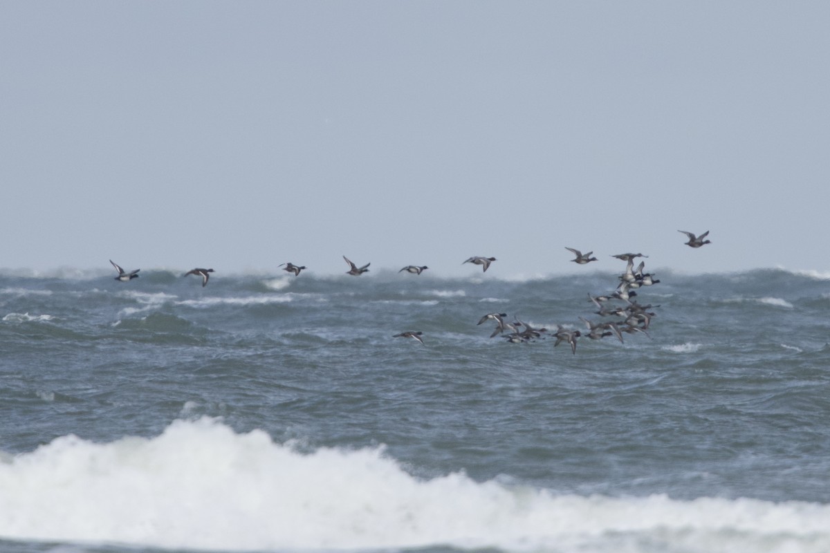 Морская чернеть - ML646671641