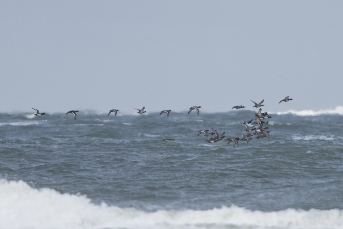 Морская чернеть - ML646671642