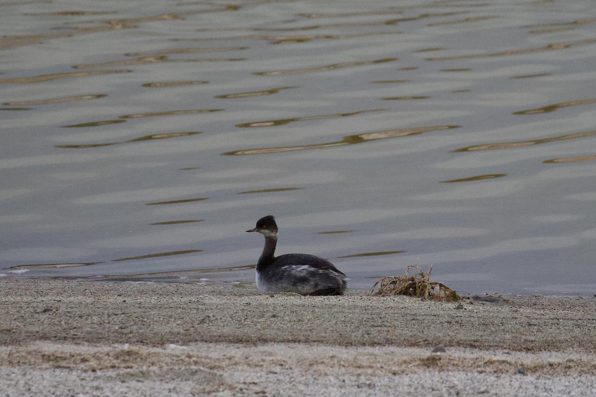 Grèbe à cou noir - ML646671643