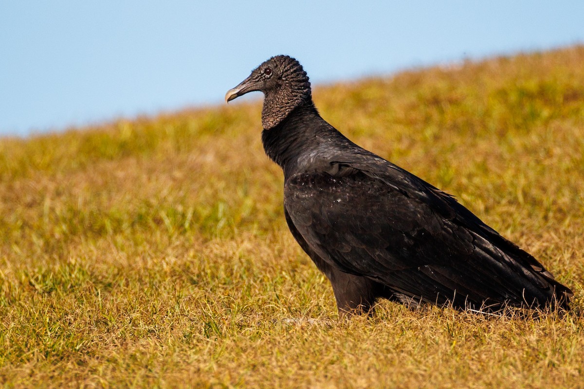 Black Vulture - ML646671645