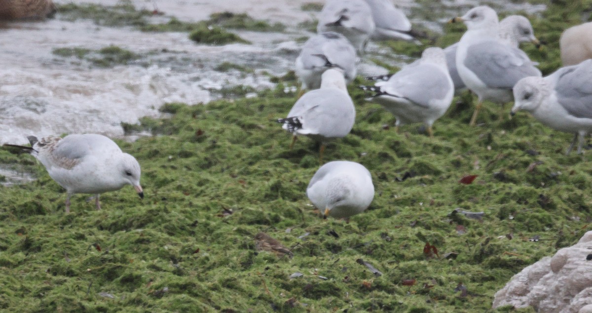 Bisbita Norteamericano - ML646671646