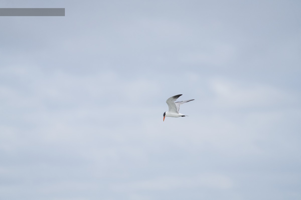 Caspian Tern - ML646671647