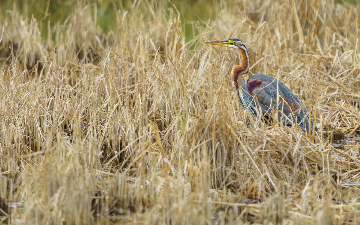 Purple Heron - ML646671648