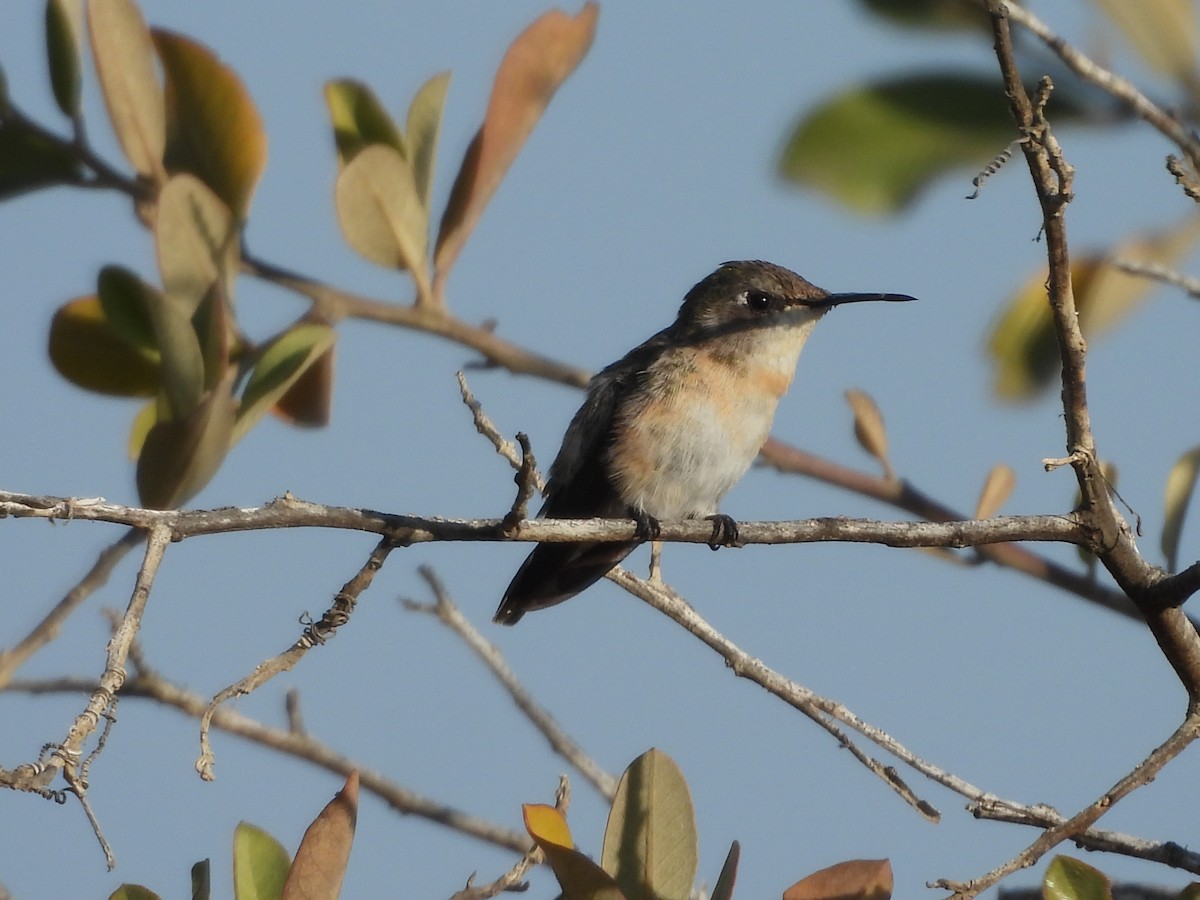 Peruvian Sheartail - ML646671649