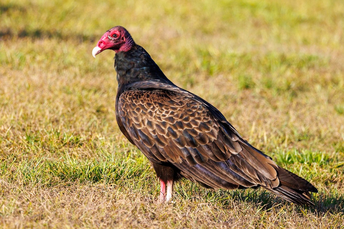 Turkey Vulture - ML646671650
