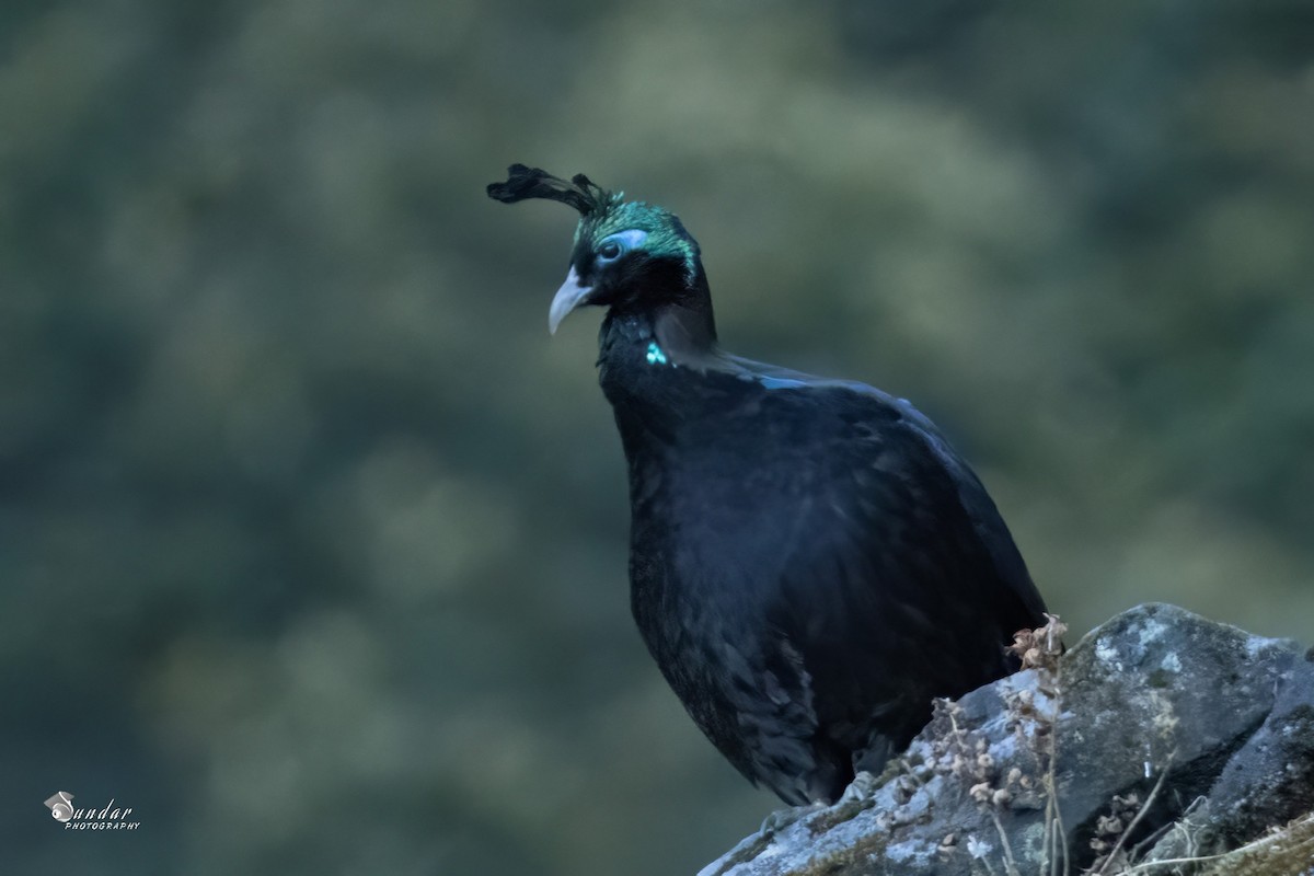 Himalayan Monal - ML646671651