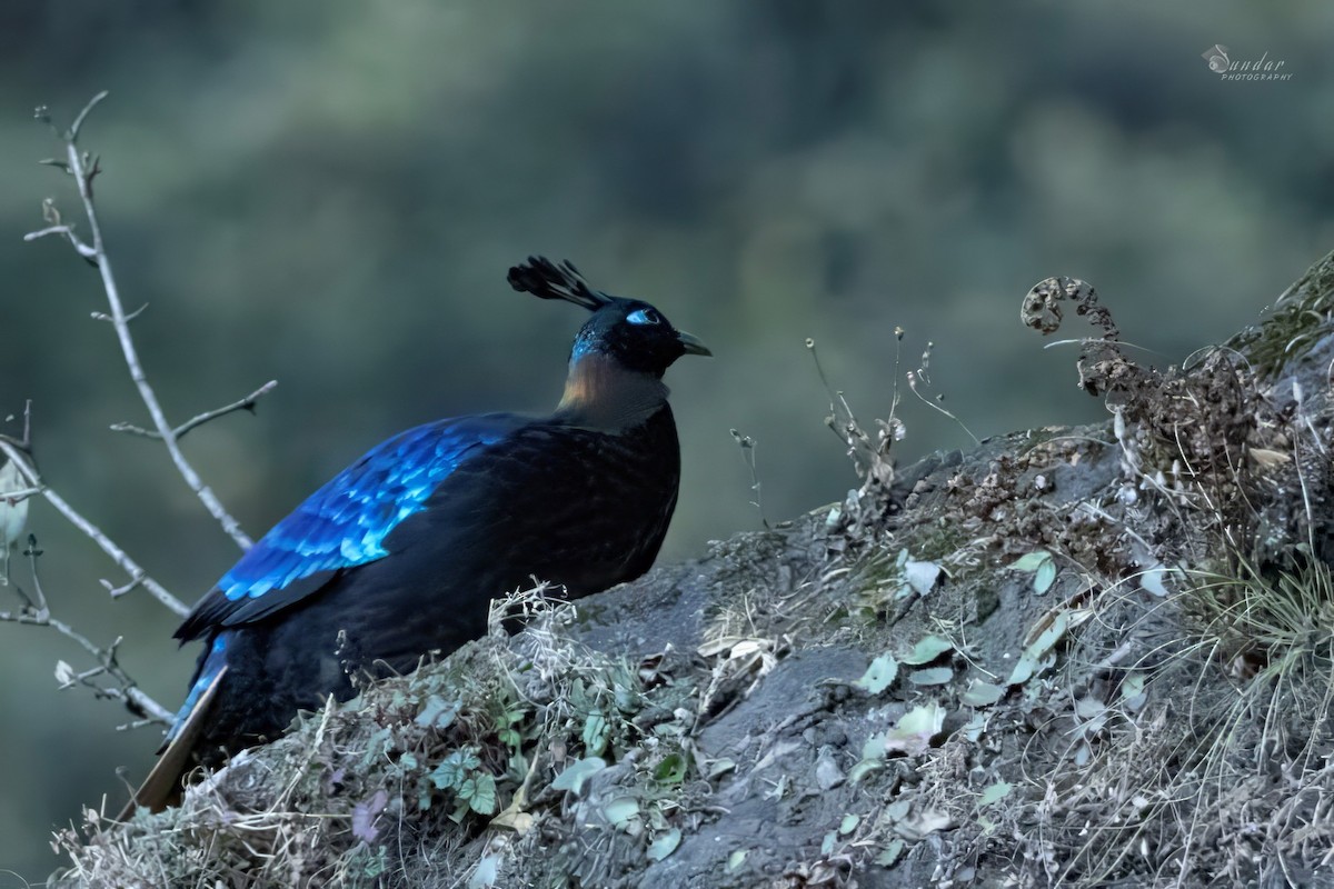 Himalayan Monal - ML646671652