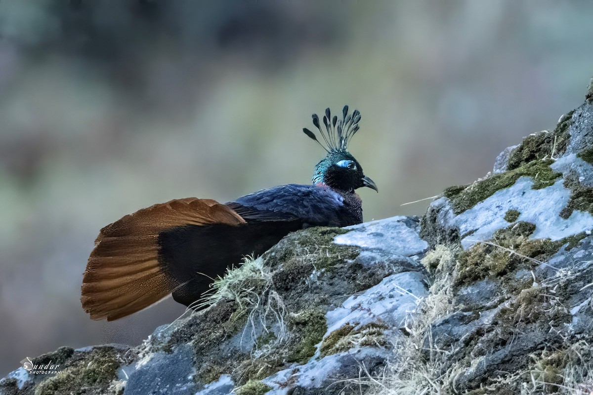 Himalayan Monal - ML646671653