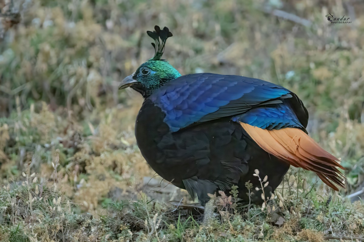 Himalayan Monal - ML646671654