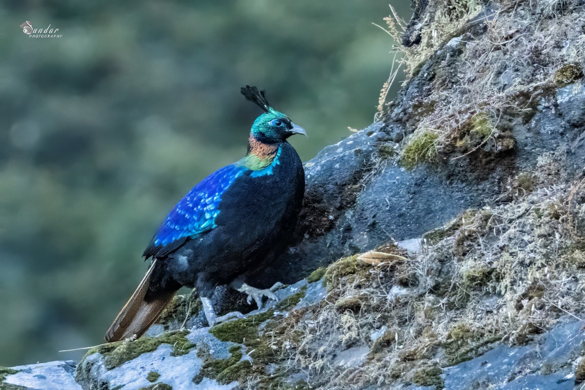 Himalayan Monal - ML646671655
