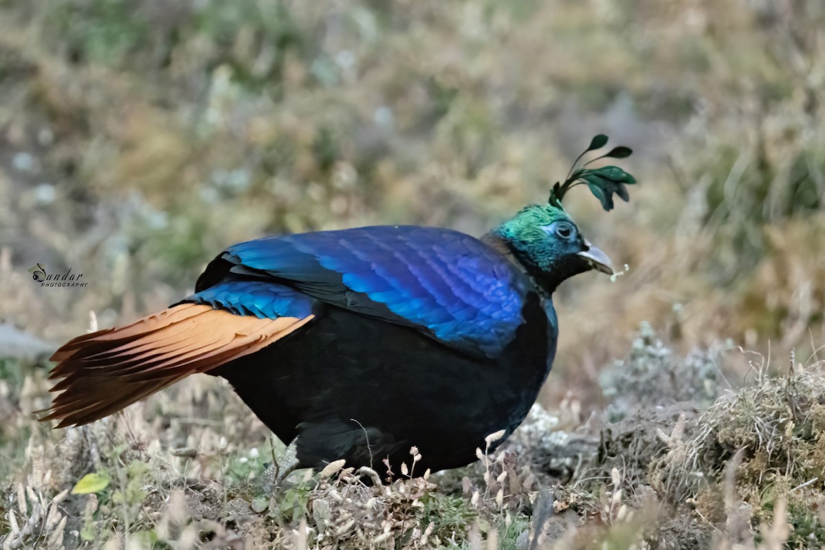 Himalayan Monal - ML646671657